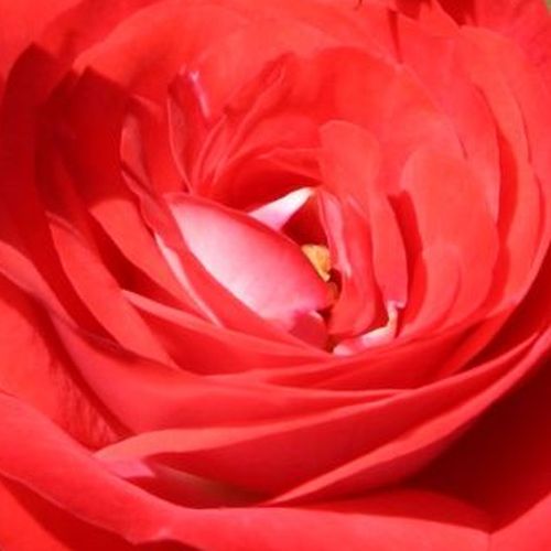 Online rózsa webáruház - virágágyi floribunda rózsa - vörös - Rosa Planten un Blomen® - nem illatos rózsa - W. Kordes & Sons - A hágai Arany Rózsa díjas floribunda, gyönyörű élénk színével dekoratív foltja a kertnek.